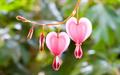  Bleeding heart